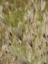 Image of Feather Fingergrass