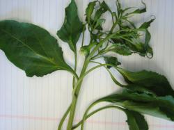 Image of a chile pepper plant infected with CMV