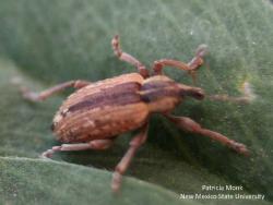 Image of an adult alfalfa weevil