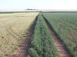 Image of water stressed alfalfa