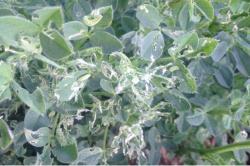 Image of damage on alfalfa caused by alfalfa weevil