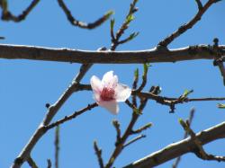 Single peach flower on a branch