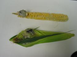 Image of common smut on corn