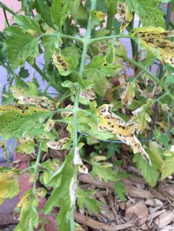 Image of Phoma rot on tomato
