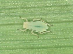 Image of a greenbug aphid