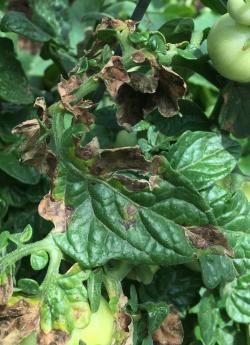 Image of early blight on tomato