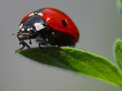 Image of an adult ladybug