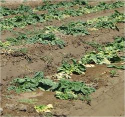 Image of spinach plants