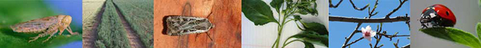 Image of plant and insect images