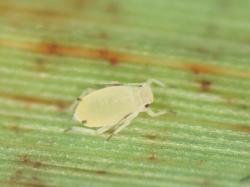 Image of a sugarcare aphid