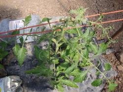 tomato plant infected with CMV