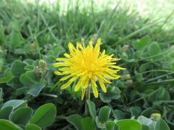 Image of dandelion in turf