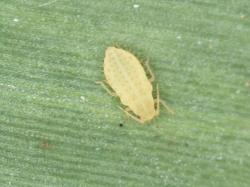 Image of yellow sugarcane aphid