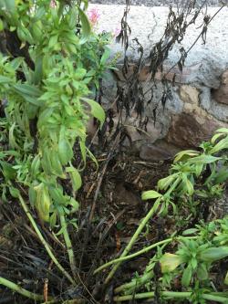 Plant with foliar disease