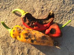 rot on pepper pods
