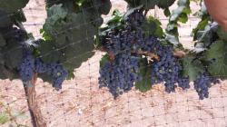 Image of grapes protected by extruded bird netting