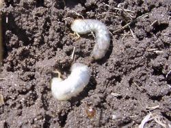 Image of white grubs