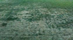 Image of a lawn with white grub damage