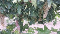 Image of grapes with woven bird netting